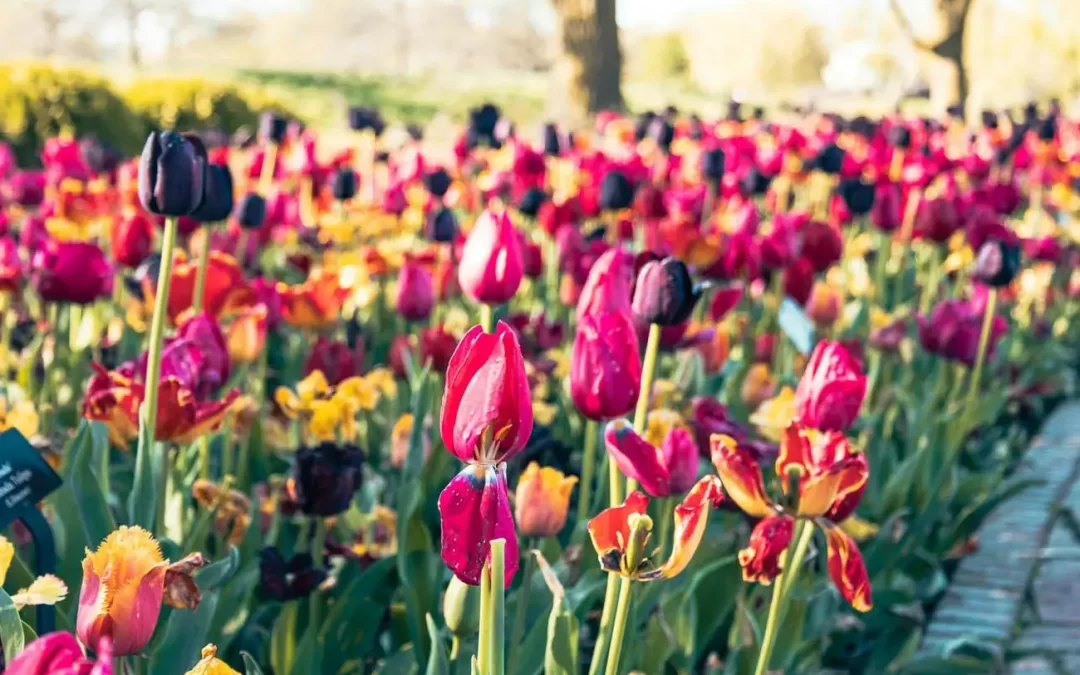 Botanical Gardens
